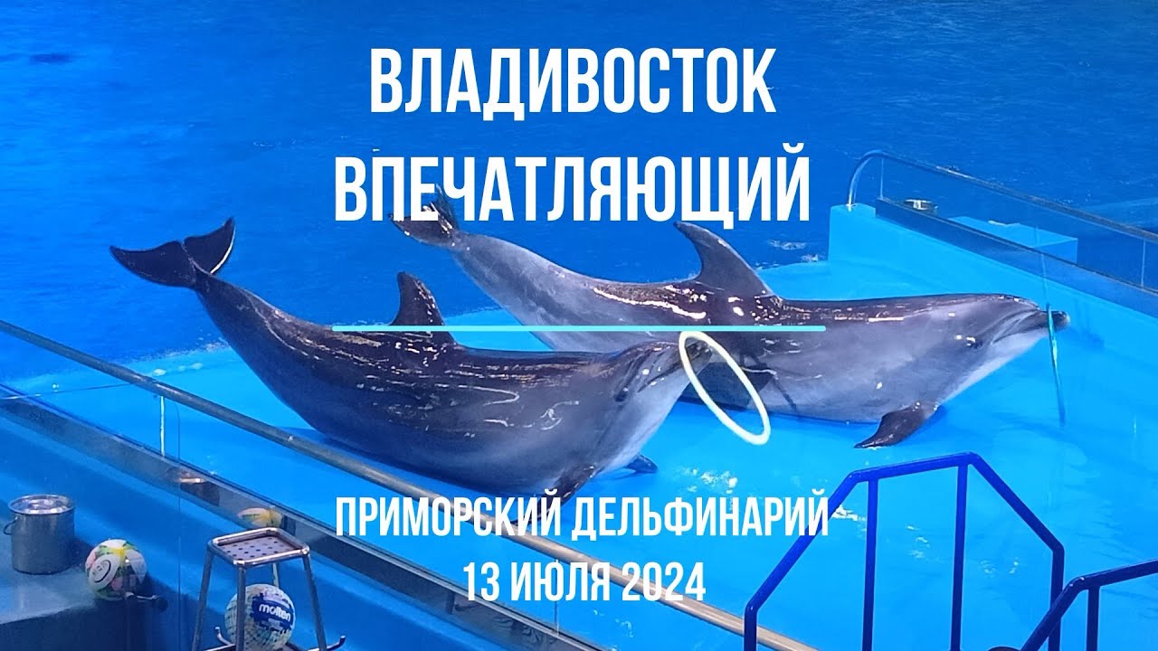 Владивосток впечатляющий: Представление в Приморском дельфинарии.
