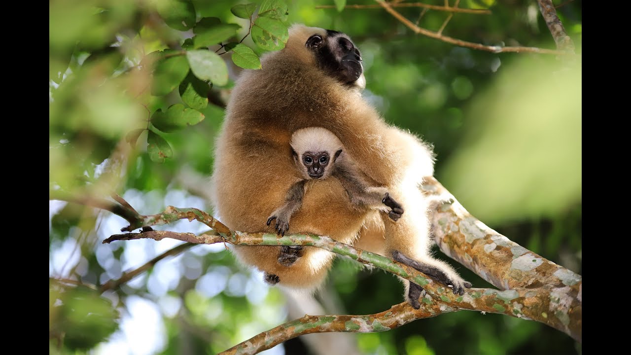 Mommy Gibbon (CLARA)  teaching her baby (PUZO) |gibbon Cambodia| Wildlife Animal