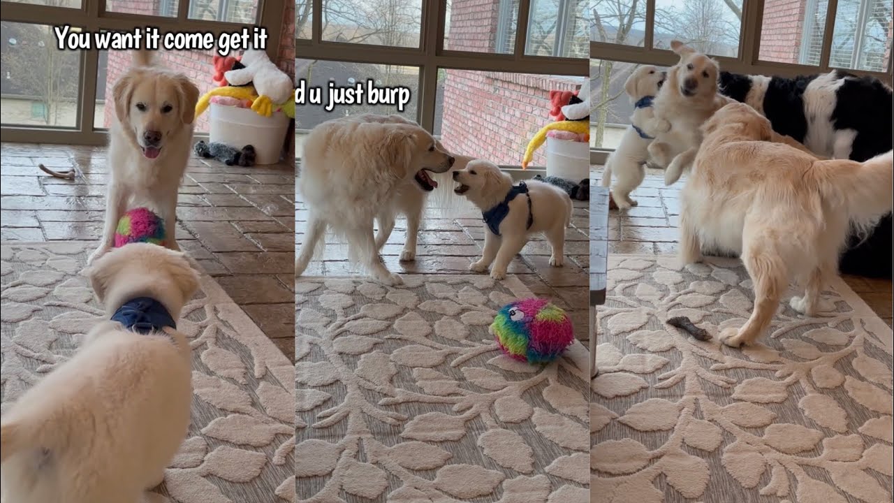 Dog And Puppy Become Best Friends