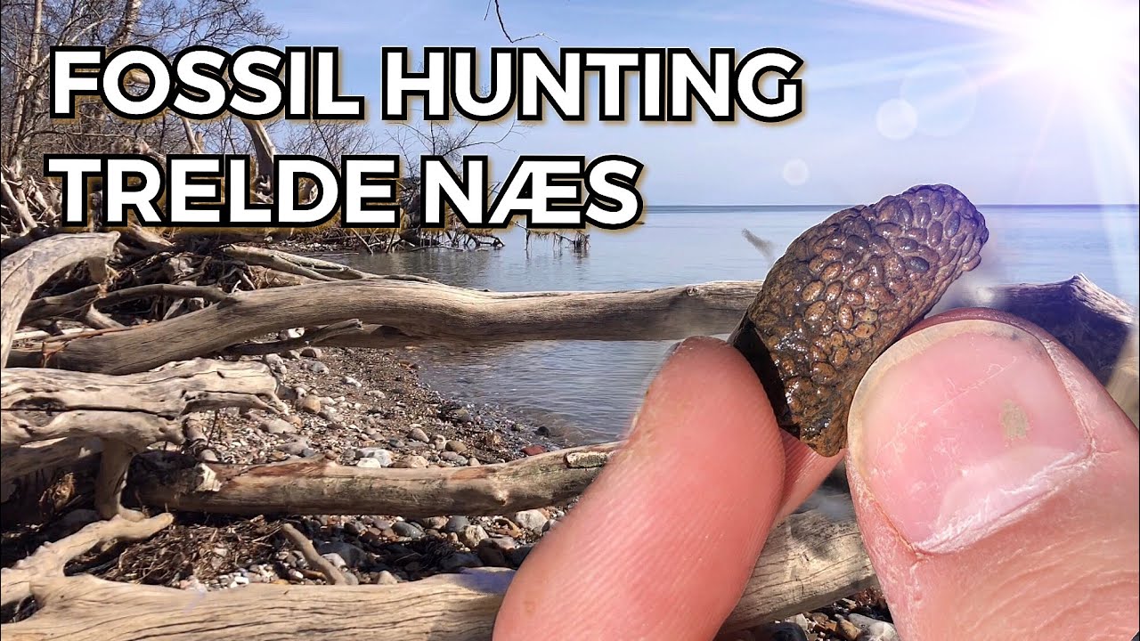 FOSSIL HUNTING - TRELDE NÆS - DENMARK