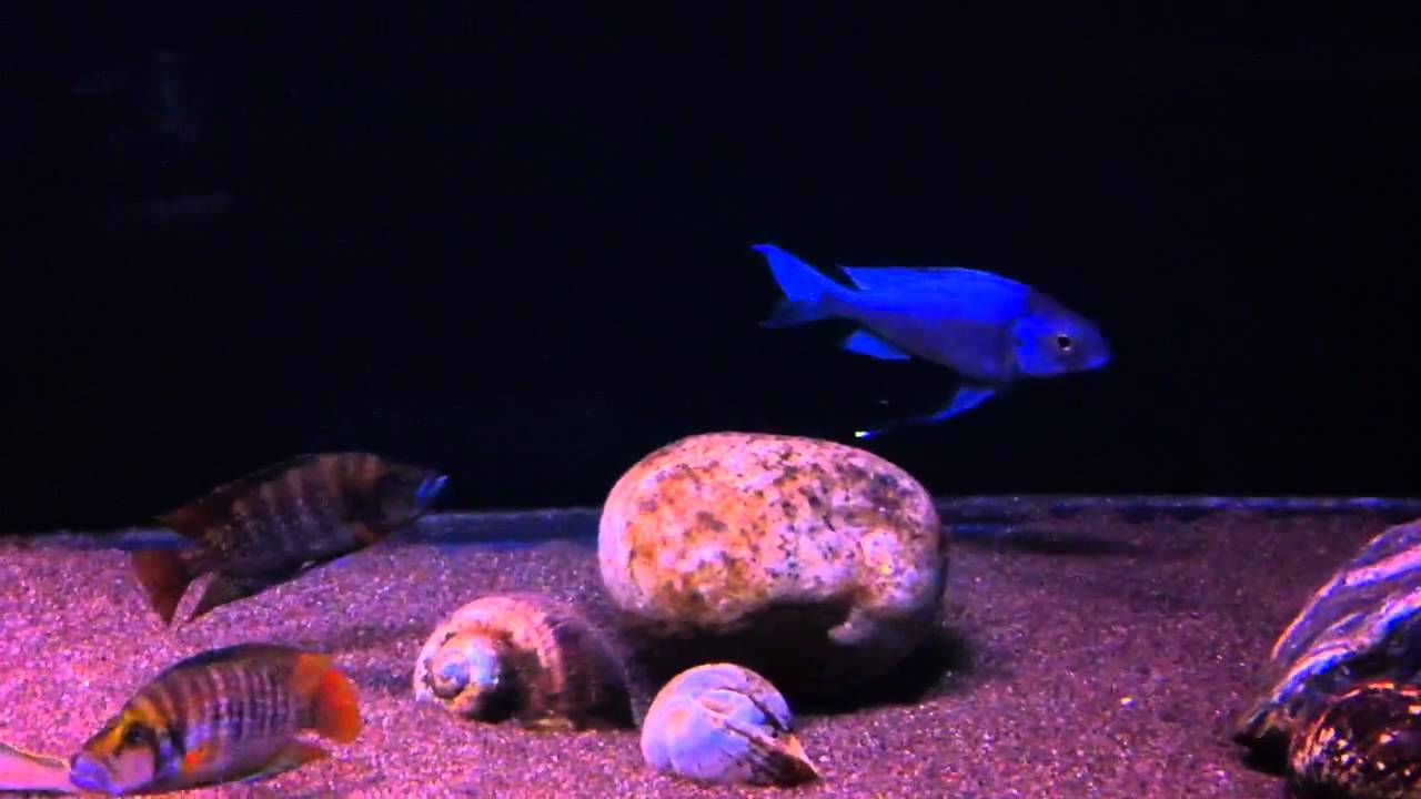Ophthalmo. ventralis orange cap Kambwimba (PLA-BAAN-rome)