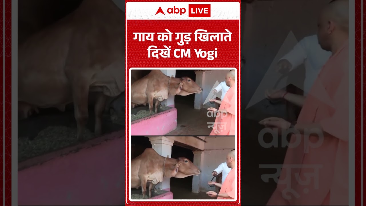 VIRAL | CM Yogi Adityanath : गाय को गुड़ खिलाते दिखें CM योगी #shorts #viralvideo #upnews #trending,