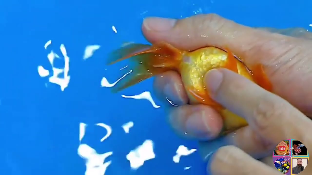 جربها فورا طريقة تفريخ الجولد فيش بطريقة احترافية. Hatchery of goldfish in a professional way