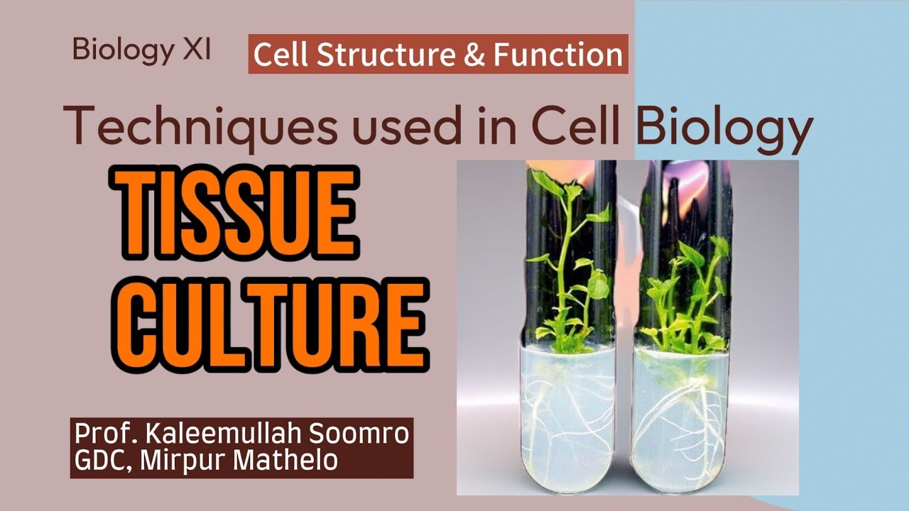 BiologyXI | Techniques used in cell biology | Plant Tissue culture | 