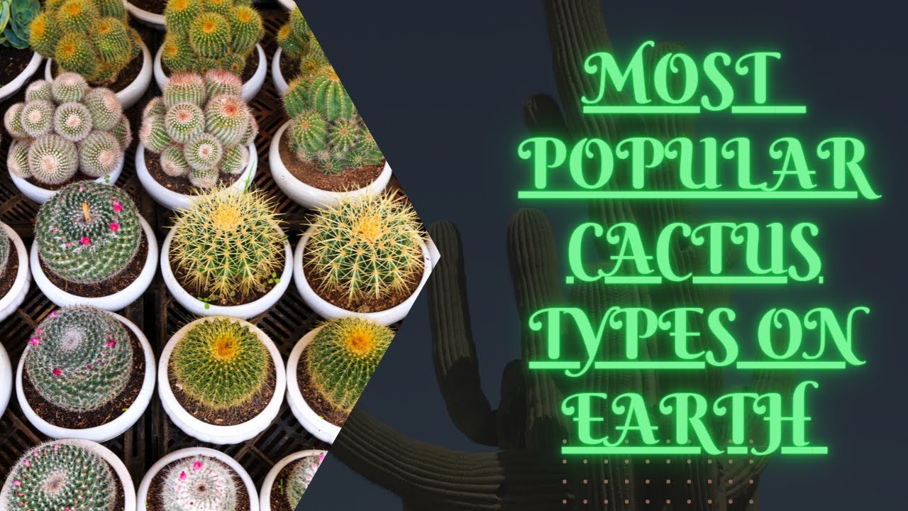 Самые популярные виды кактусов на Земле / Кактусовые растения / AgroStar