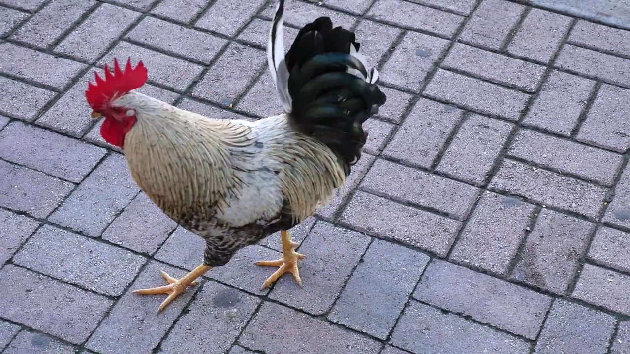 Rooster struts his stuff in front of KFC