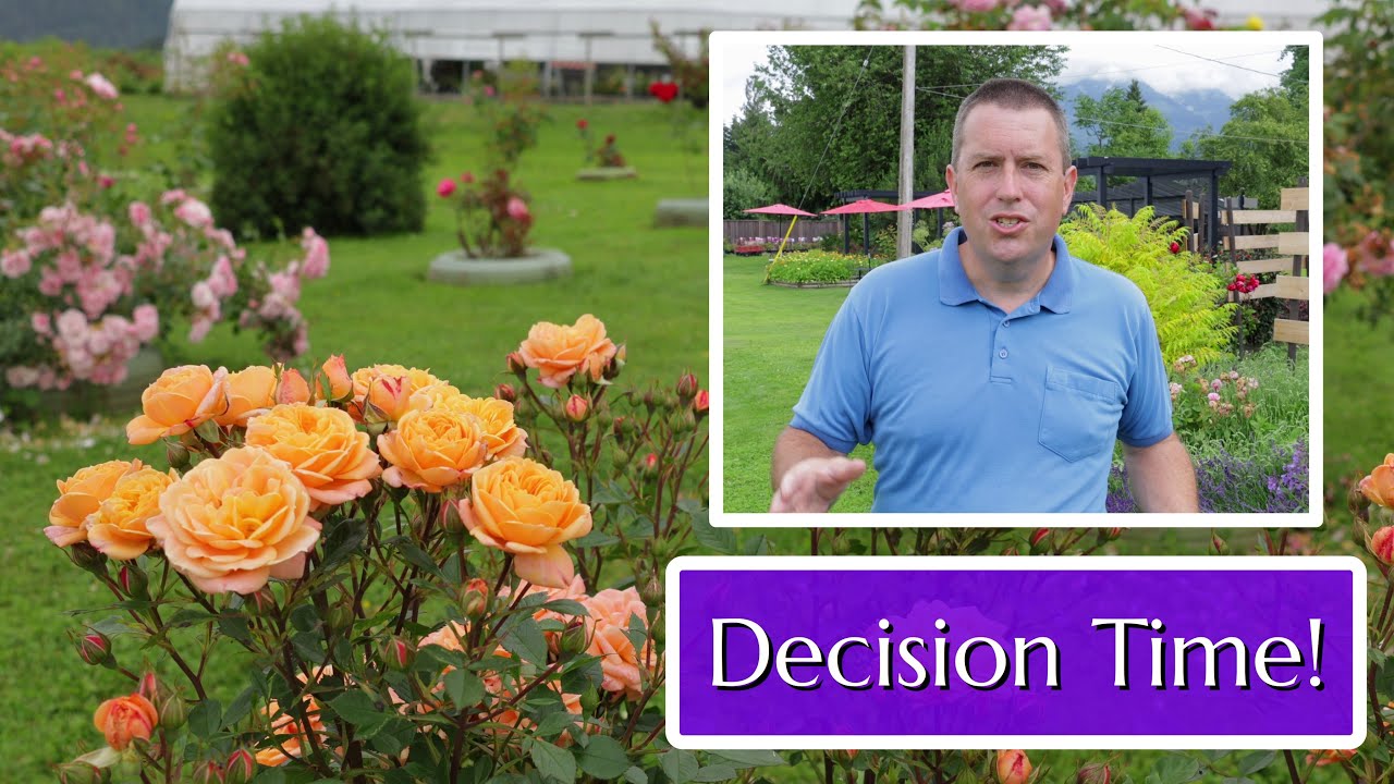 At a Crossroad: 3 Years in the Nursery Business