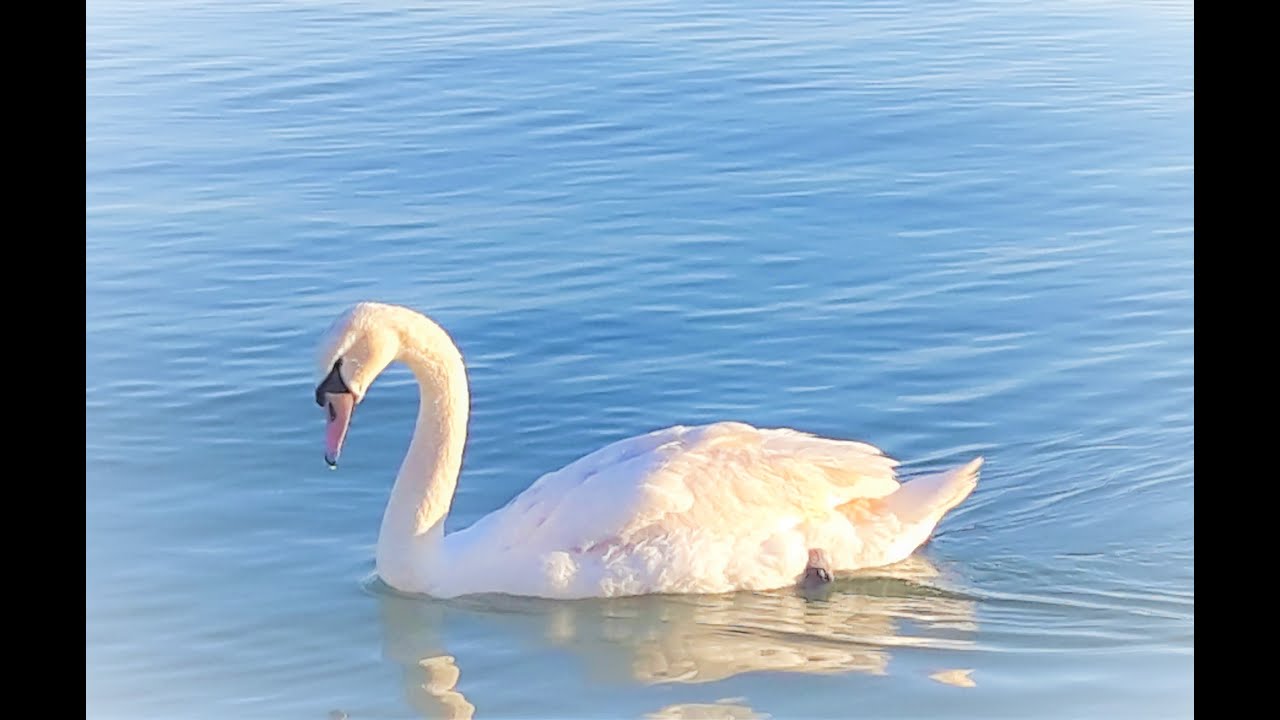 Swan Lake, P. Tchaikovsky (Swan Theme in A Minor)