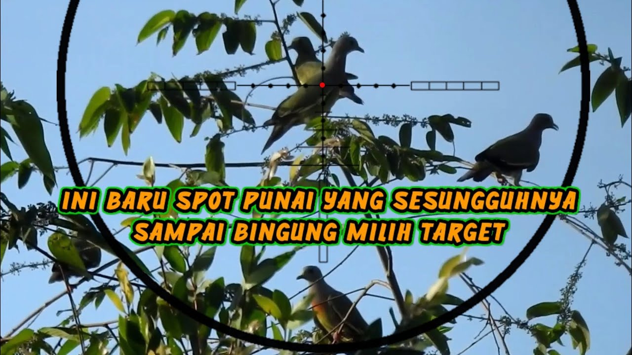 🔴HUNTING PUNAI MENGGUNAKAN JONTROT PUNAI J4ND4 B0L0NG-B4NY4K PUN41 T3RP1K4T