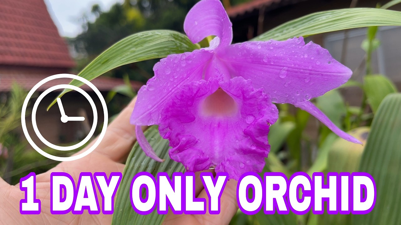 This Orchid’s Flowers Last One Day… And It’s Still Worth Growing  Sobralia macrantha