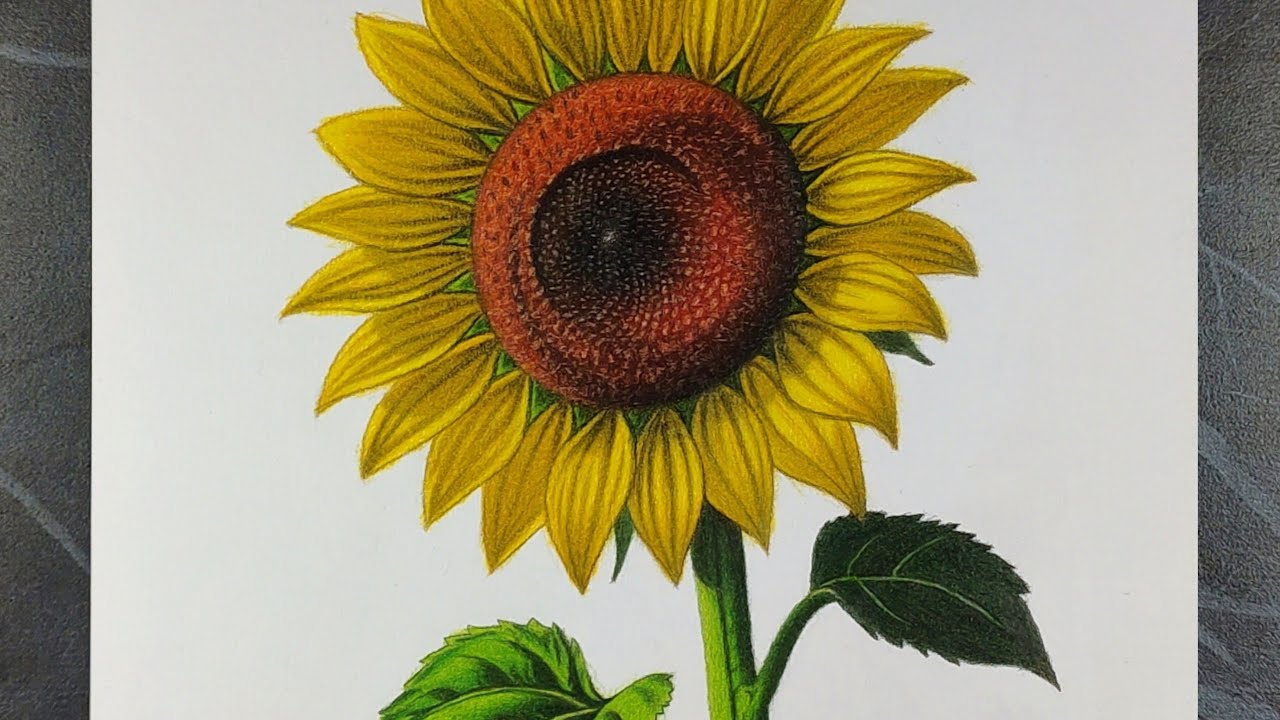 Realistic Sunflower Drawing | Colour Pencil Timelapse Art 