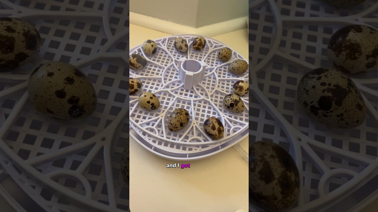 Я высиживаю перепелиные яйца 🥚