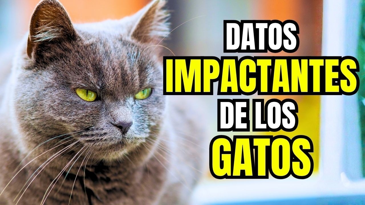 Los GATOS NO SON lo que CREES… 😼 9 SECRETOS que CAMBIARÁN tu forma de verlos