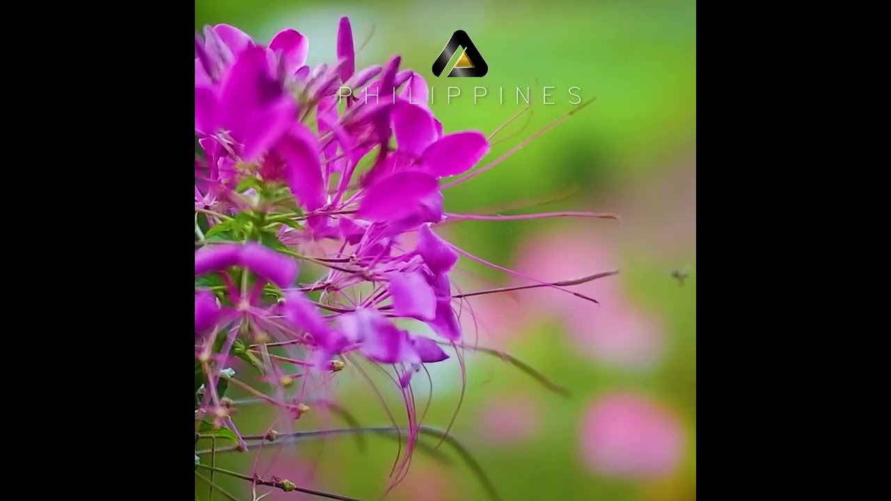 Its more fun in the Philippines #itsmorefuninthephilippines #architectstudio #shorts #shortvideo