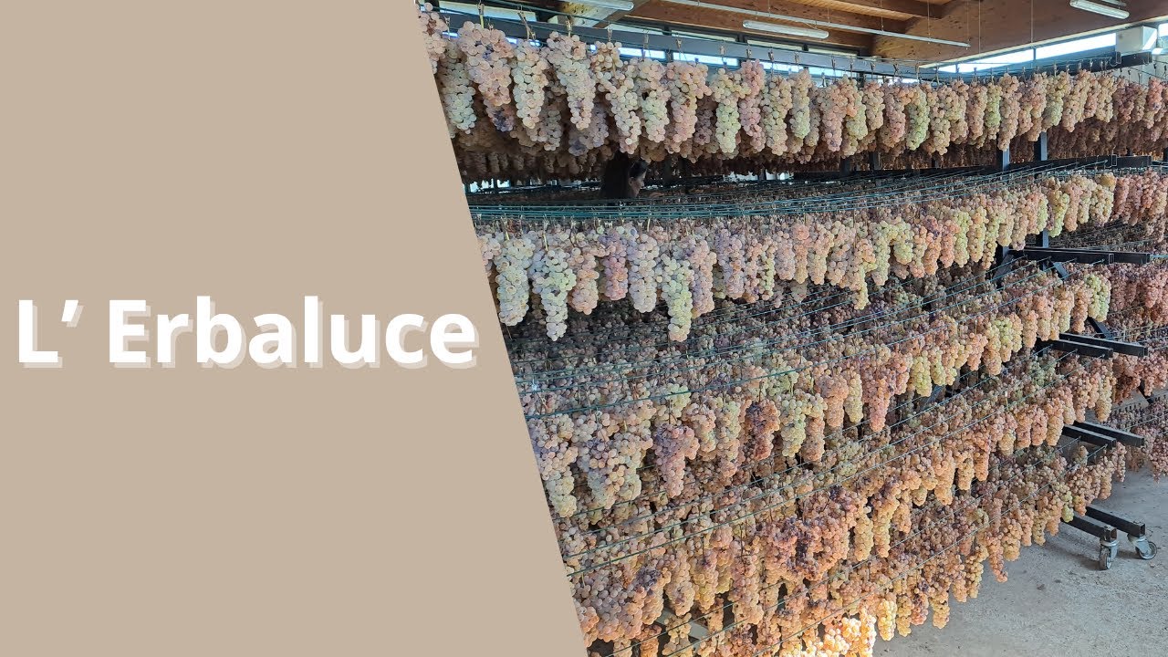 Alla scoperta dell'Erbaluce di Caluso