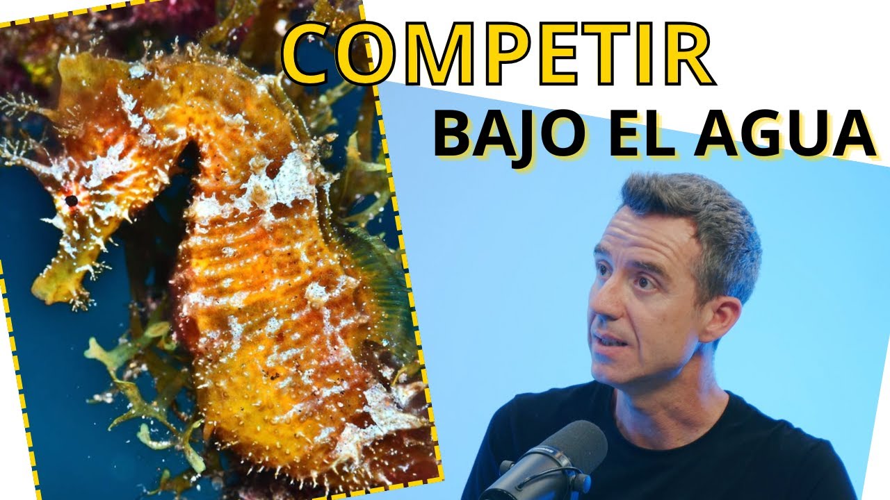 &iquest;C&oacute;mo son las COMPETICIONES de fotograf&iacute;a submarina? 📸