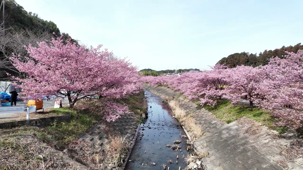 東大山河津桜祭り  　2026.03.02