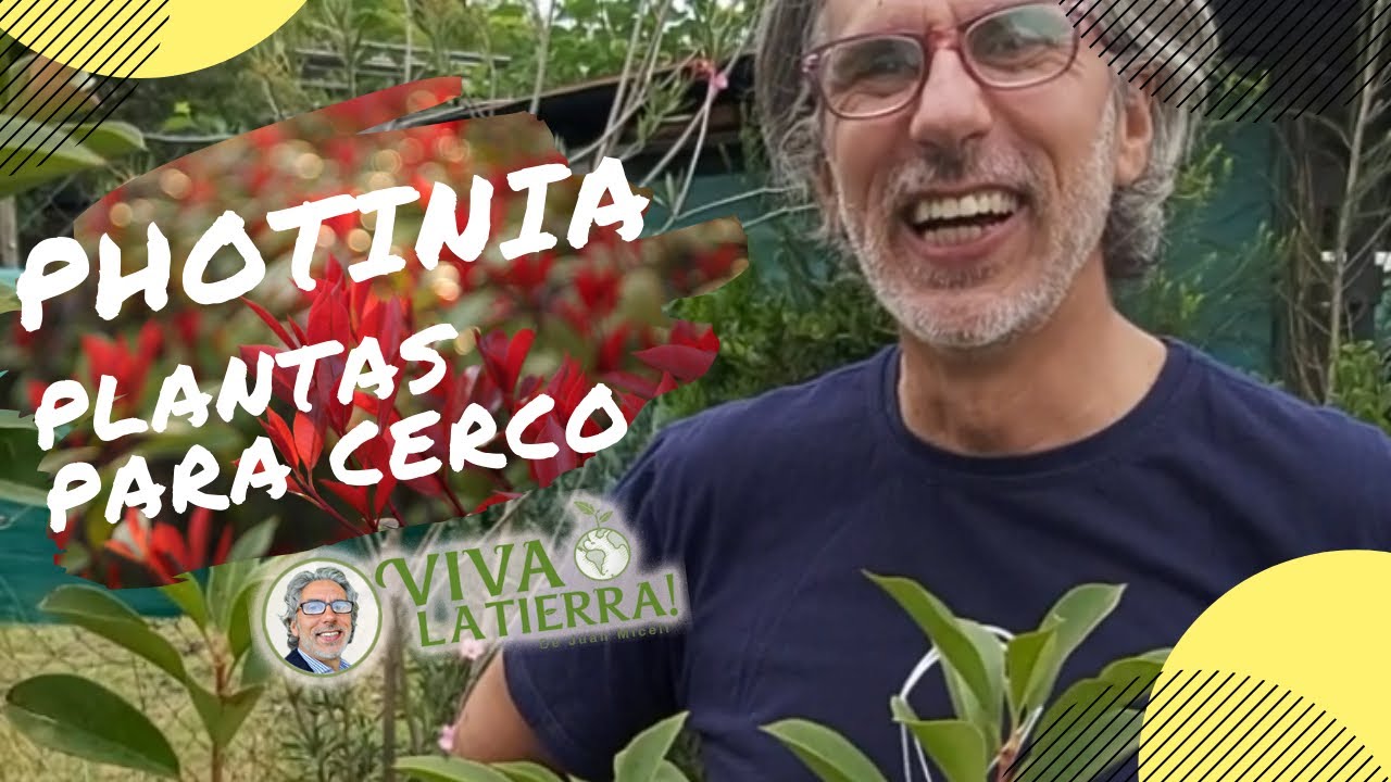 Plantas para cerco: photinia