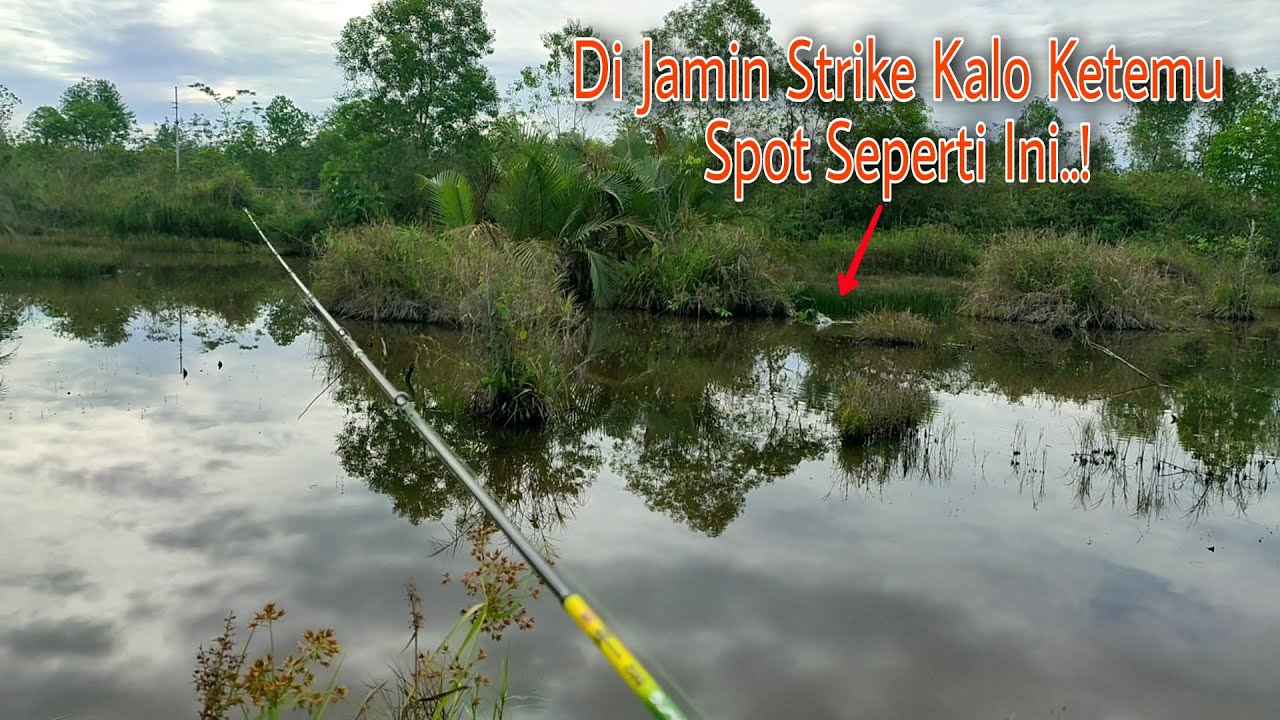 Nyaris Tak Percaya..! Sambaran Ganas Ikan Gabus Rawa Bekas Galian Tambang Minyak #26