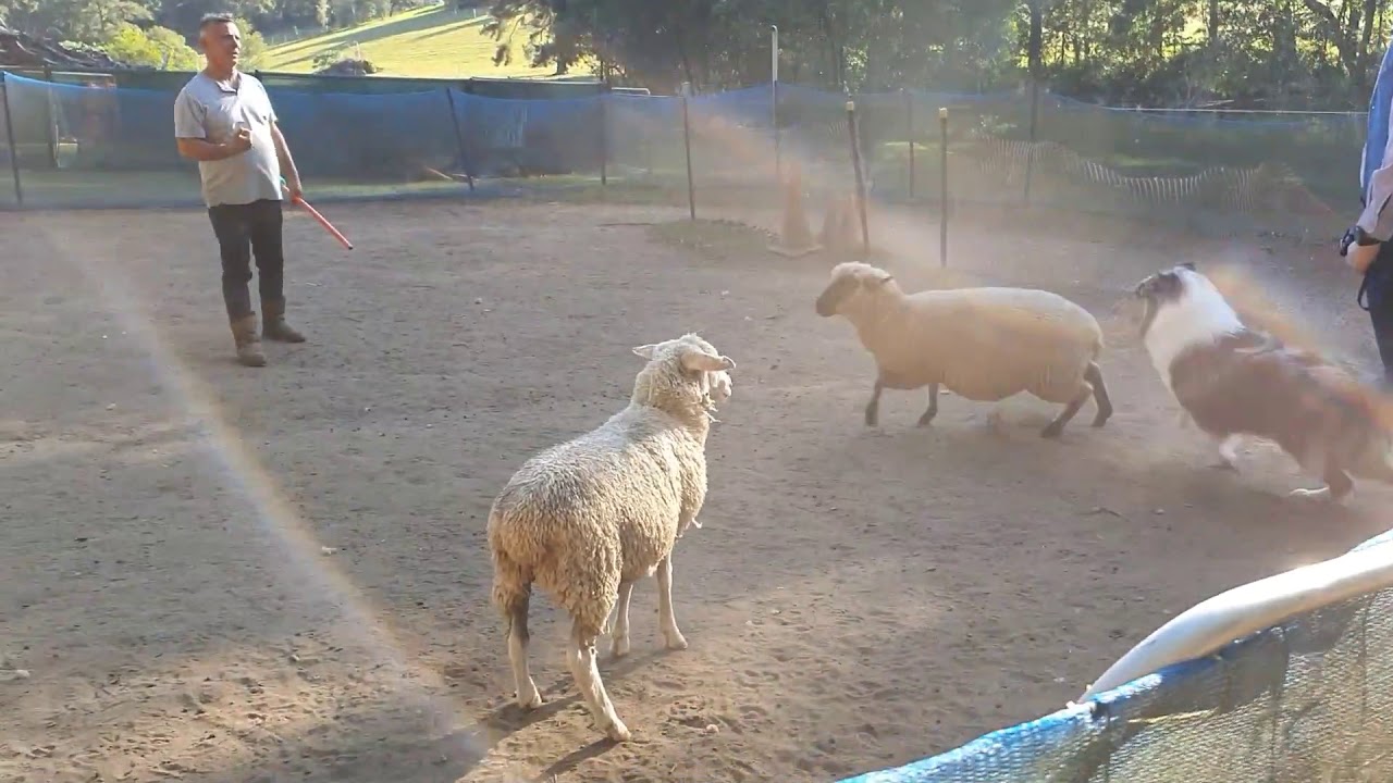 Collie Rough Pup Sheep Herding