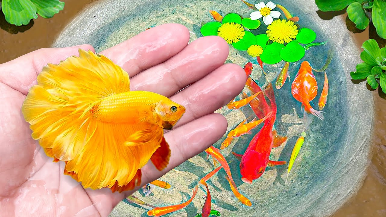 Amazing Catch Cute Betta Full Yellow Fish In Tiny Pond, Turtle, Ranchu Fish, Baby Shark, Pencil Fish