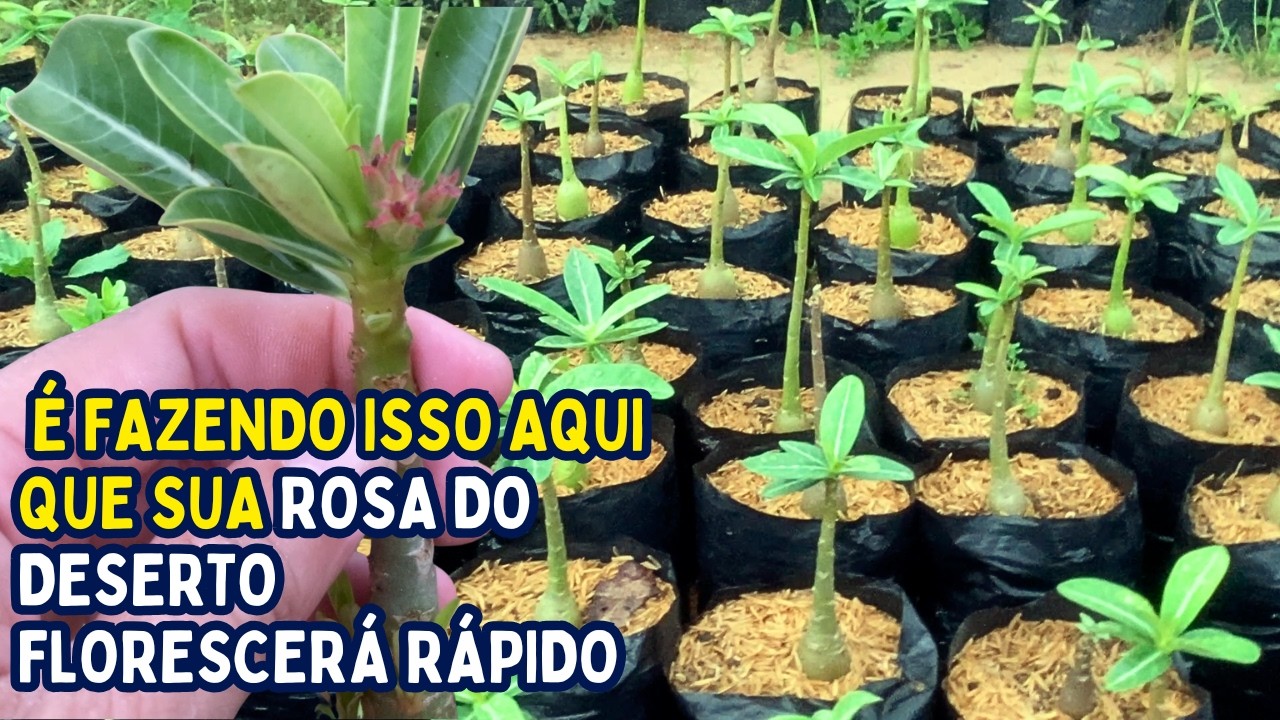 TENHA FLORES EM 5 MESES