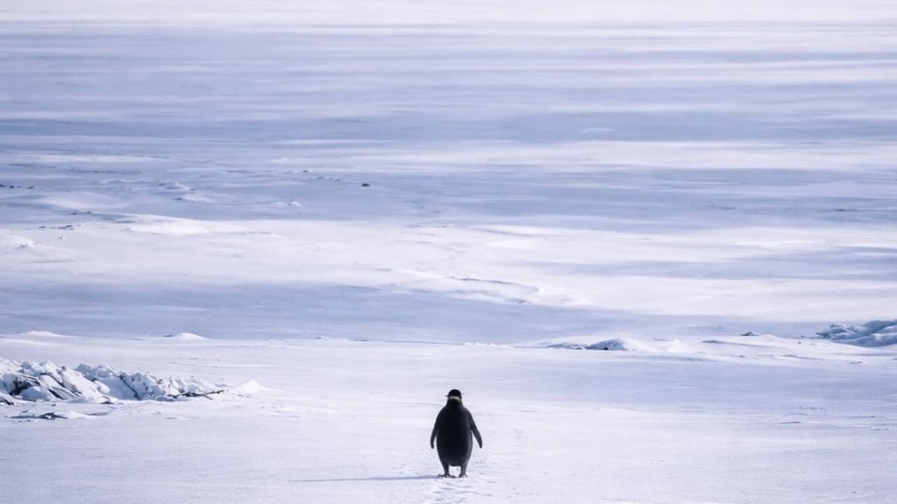 The Road – The Lonely Penguin Story | Emotional Music