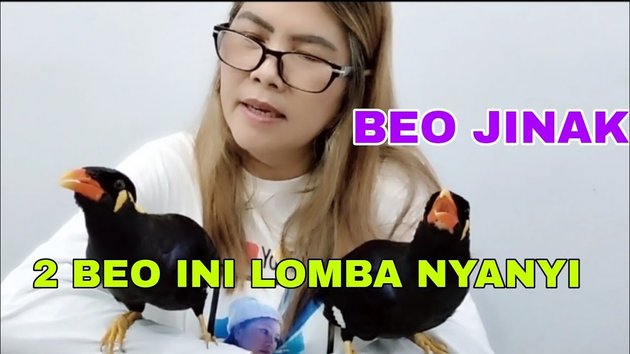 2 BEO INI LOMBA NYANYI BEO JINAK BURUNG BEO PINTAR BICARA, BURUNG BEO BISA NGOMONG BEO GACOR