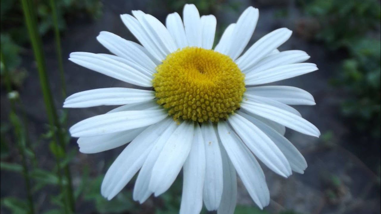 Ks. Pawlukiewicz - Onanizm w małżeństwie (Katechizm Poręczny)