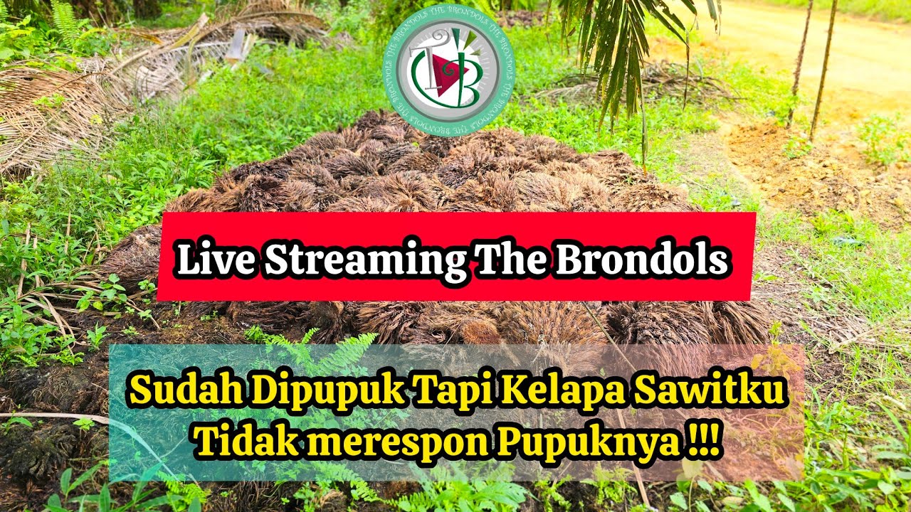 Live Streaming The Brondols: Sudah Dipupuk Tapi Kelapa SawitkuTidak merespon Pupuknya !!!