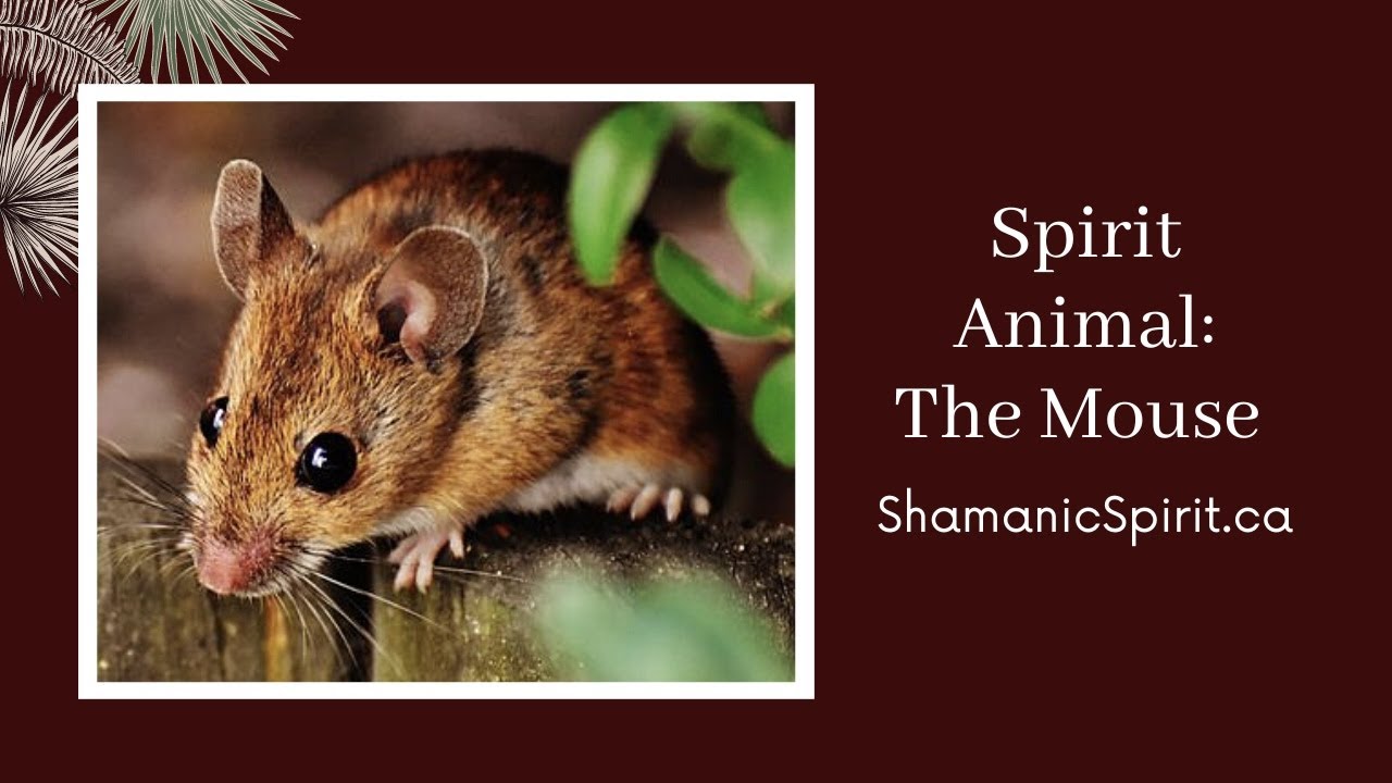 Animal Spirit Guide: The Mouse (Shamanic Power Animal). Mouse Symbolism
