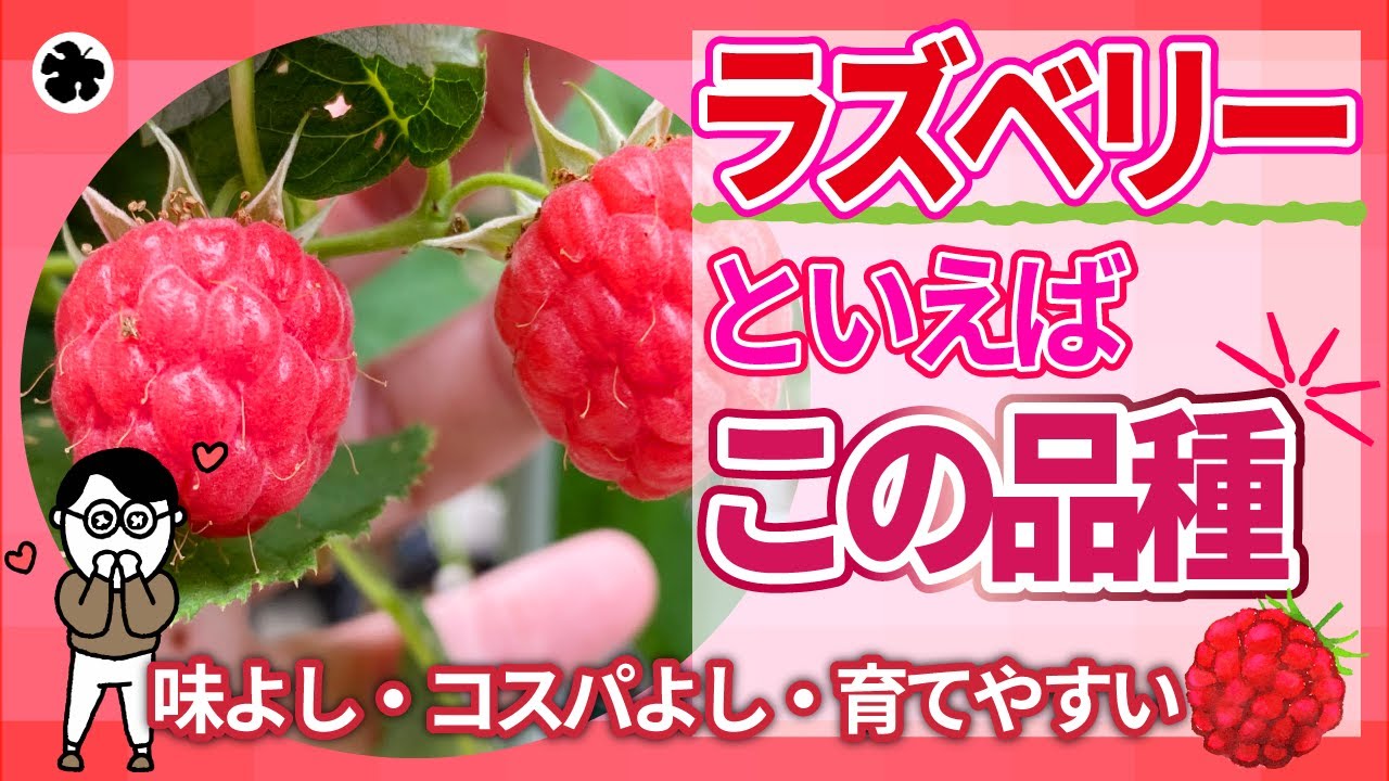 【ラズベリー】超おすすめ！グレンアンプルの素晴らしさを紹介！（育て方）