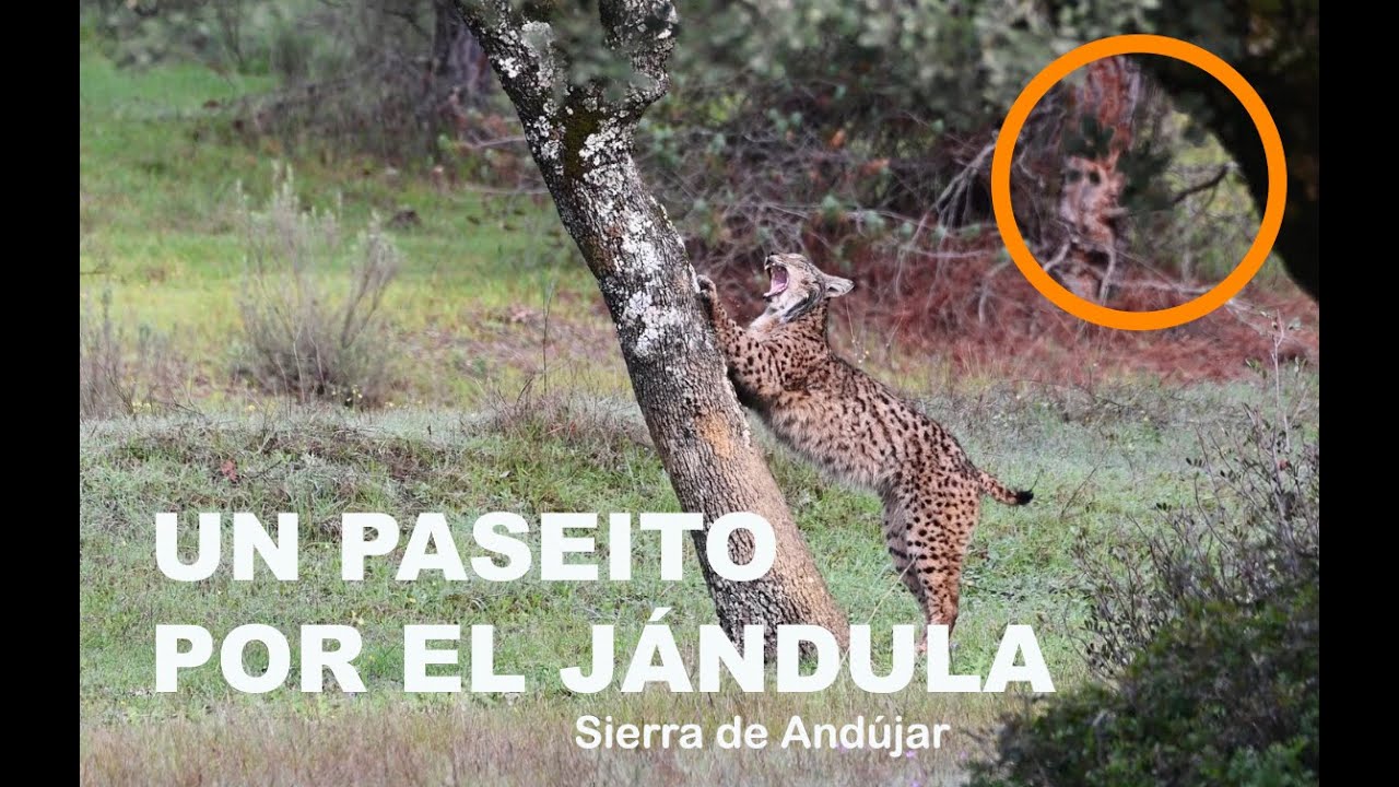 UN PASEITO POR EL RIO JANDULA / Lince Ibérico / Sierra de Andújar