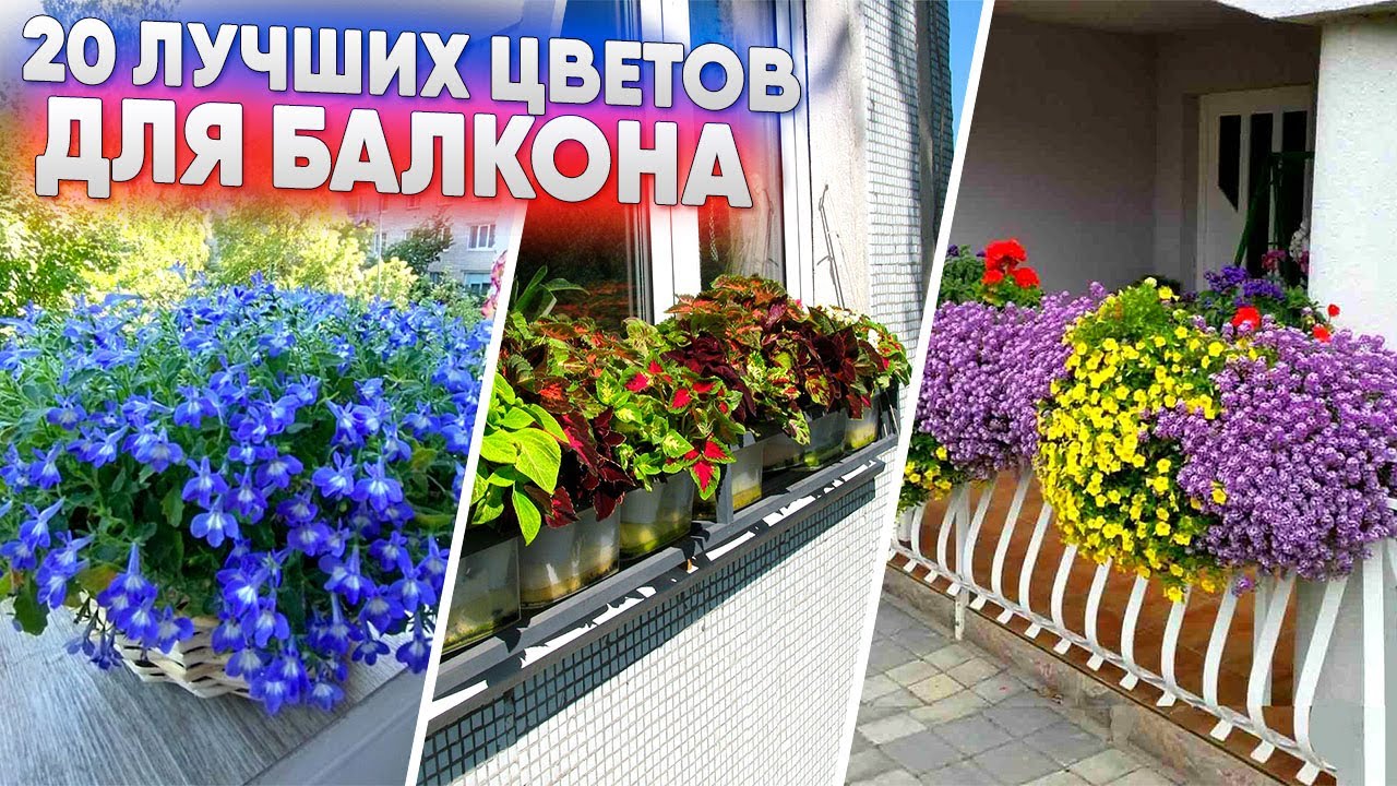20 ЛУЧШИХ ЦВЕТОВ ДЛЯ БАЛКОНА