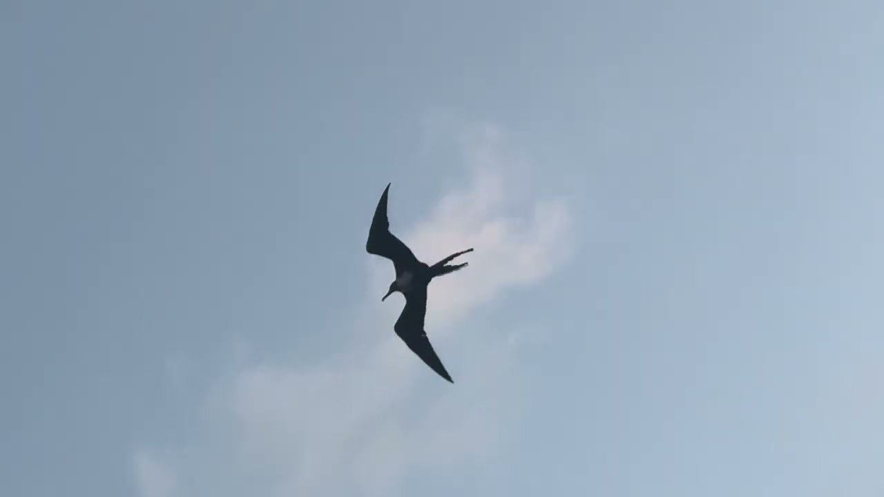 Sunset Soarin Bird of Prey