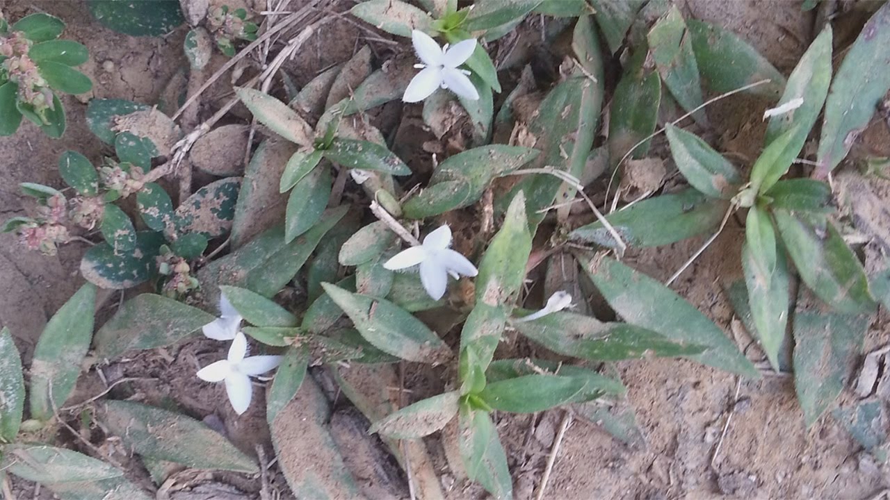 Q&A - What Is This Weed? -Virginia Buttonweed