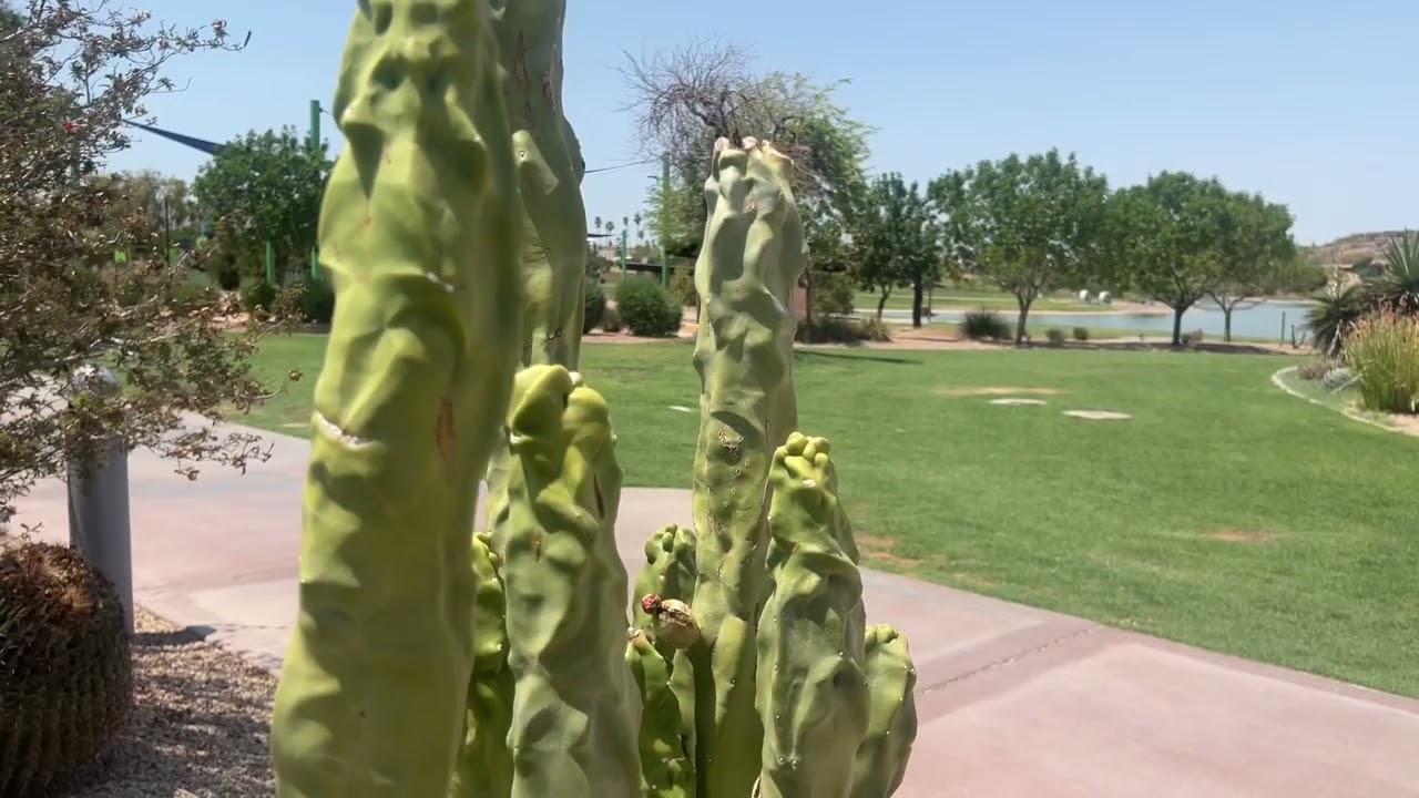 AZ Plant Reviews - Totem Pole Cactus (Pachycereus schottii)