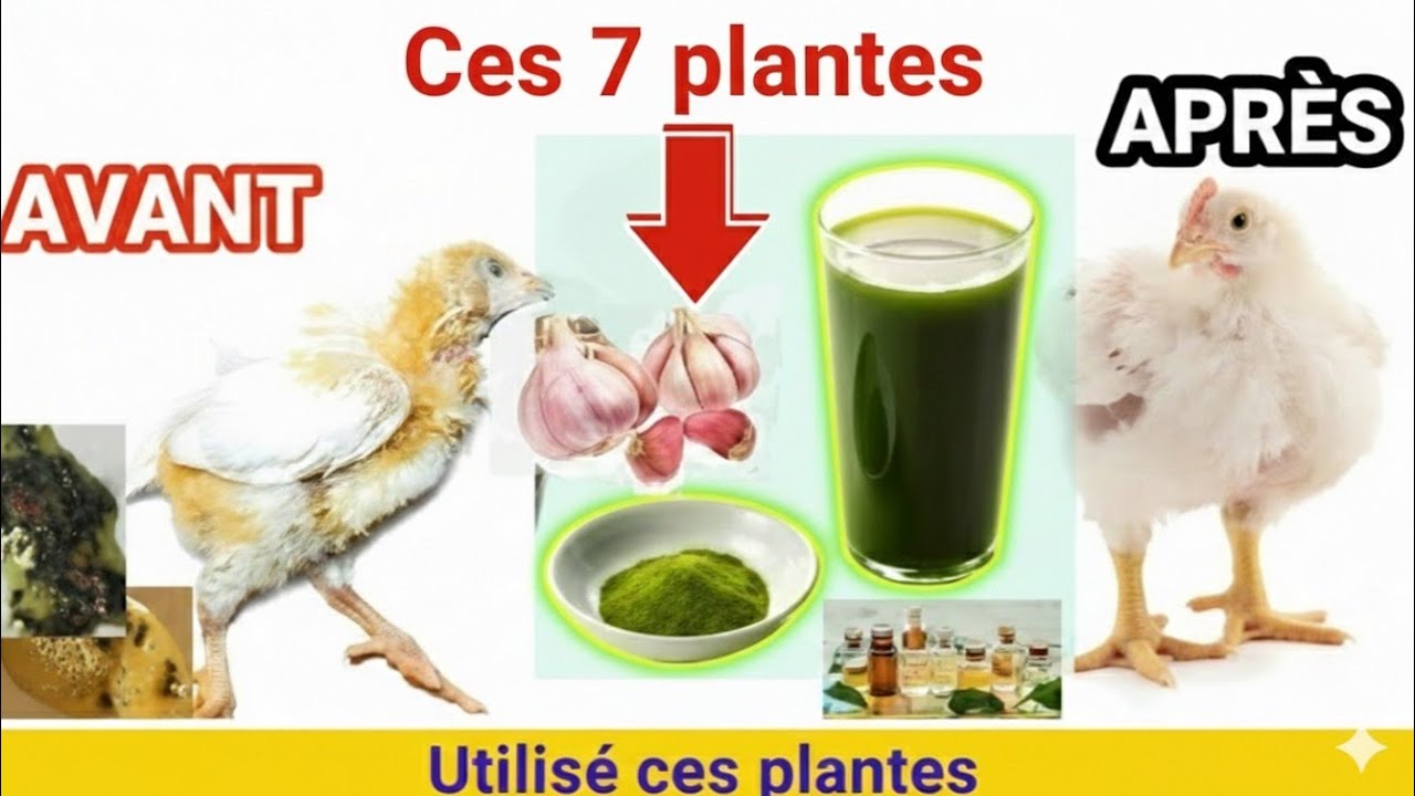 7Plantes à  utiliser absolument pour réussir l'élevage des poulets et............