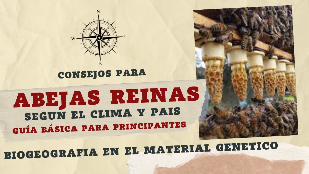 Utilizacion de la Biogeografia en la utilizacion de material Genetico en las Abejas Reinas