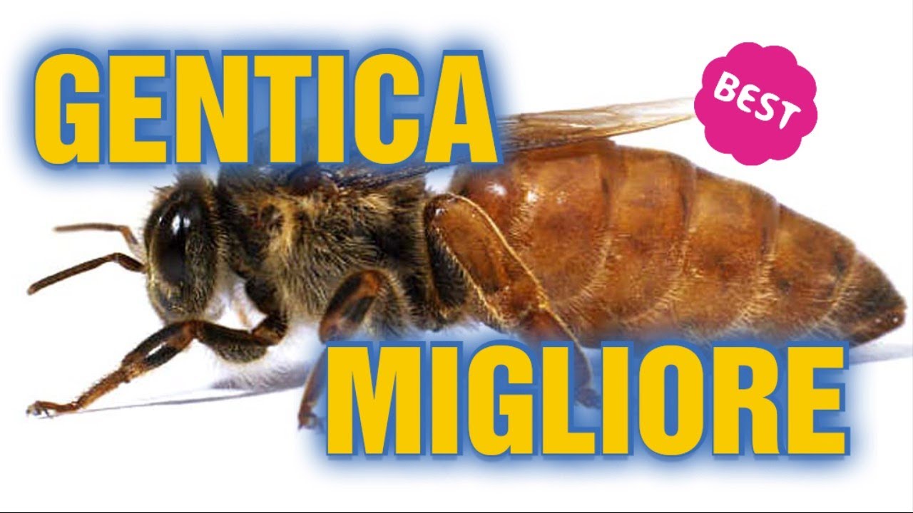 Apicoltura CD: Selezionare la migliore genetica delle api regine