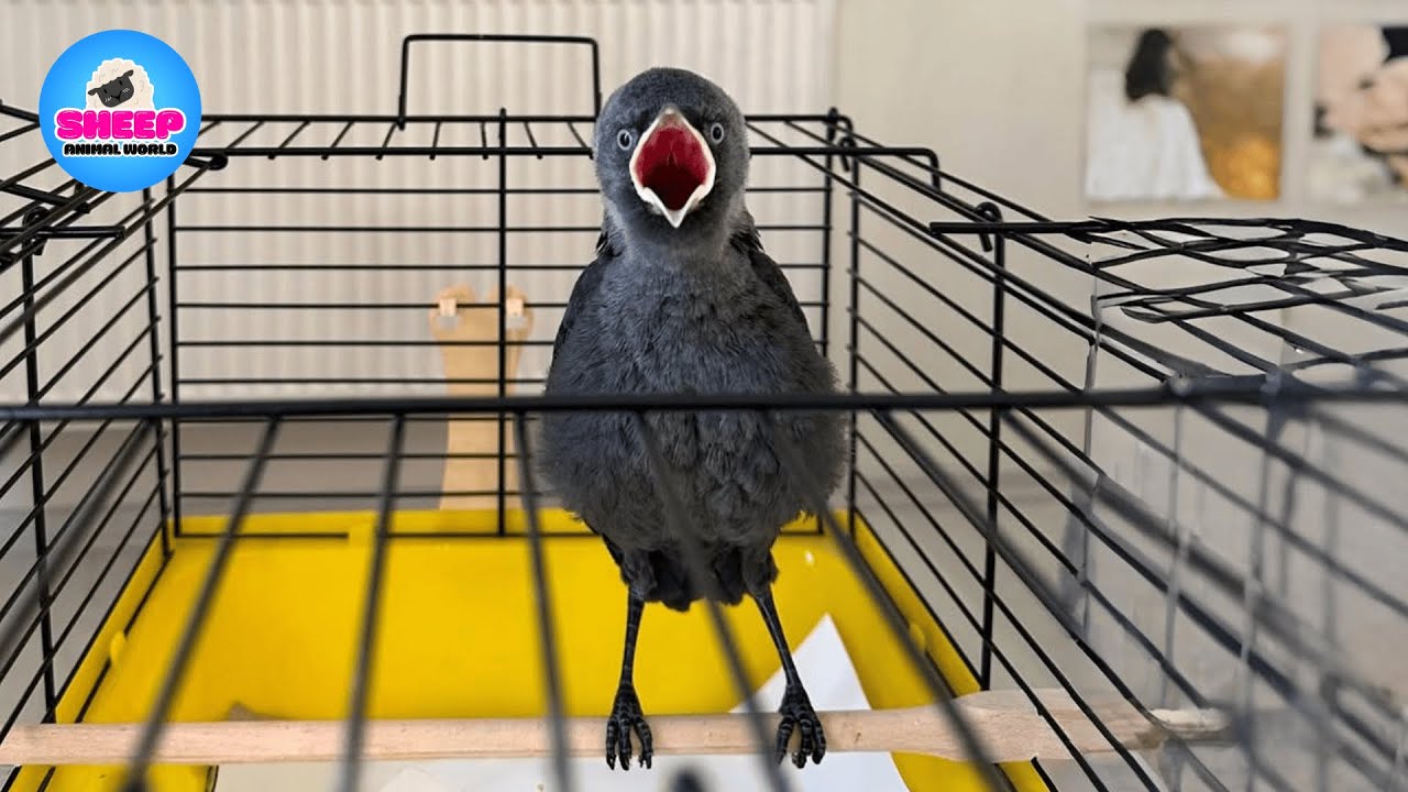 This Baby Crow Fell in Front of Him… and Changed Everything