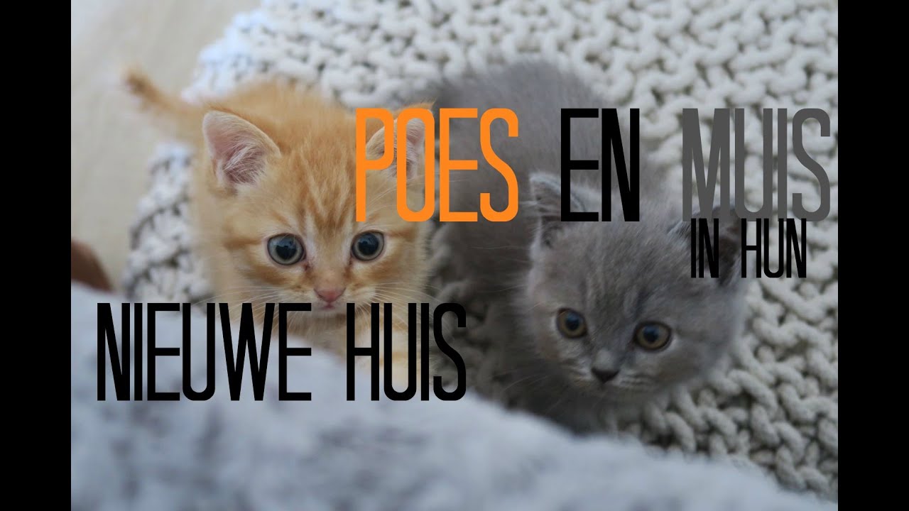 VLOG | Poes en Muis in hun nieuwe huis (eerste dag!)