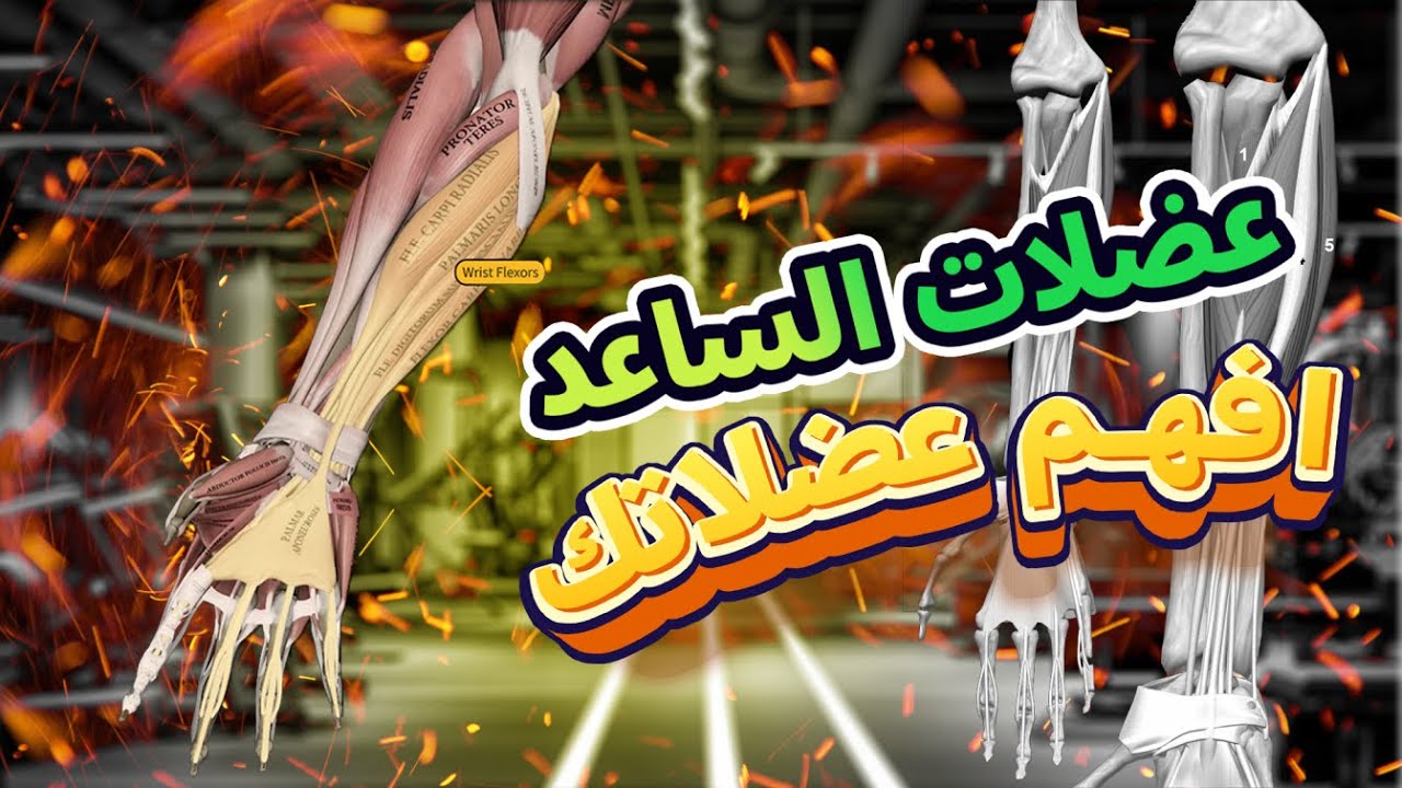 افهم عضلاتك | عضلات الساعد جزء الاول