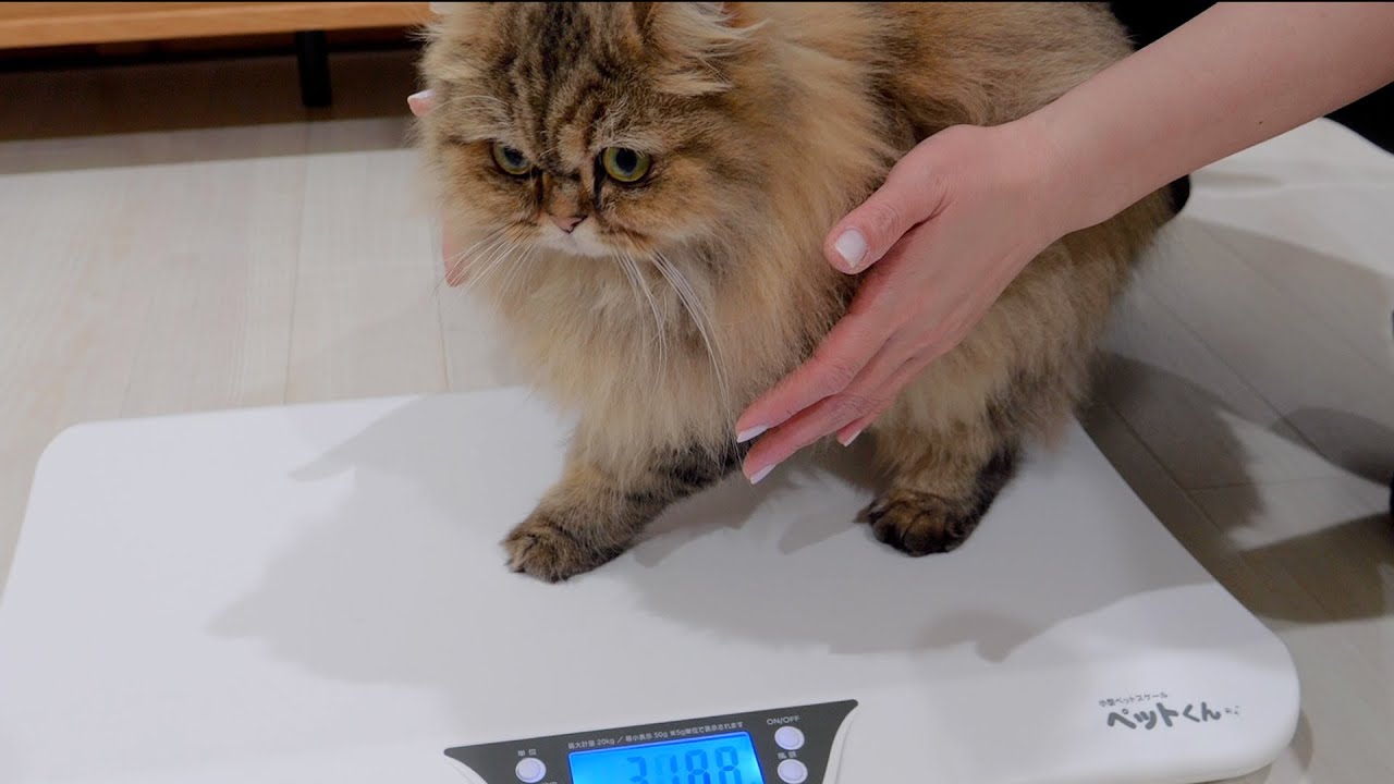 Котенок был такой милый, что тихонько убежал, когда его взвешивали!
