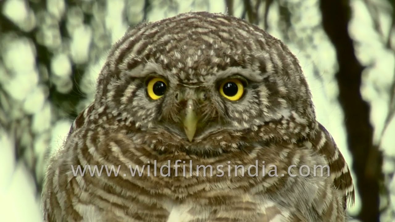 Beyond the tiger - The Indian Wilderness :  Wild India by wildfilmsindia