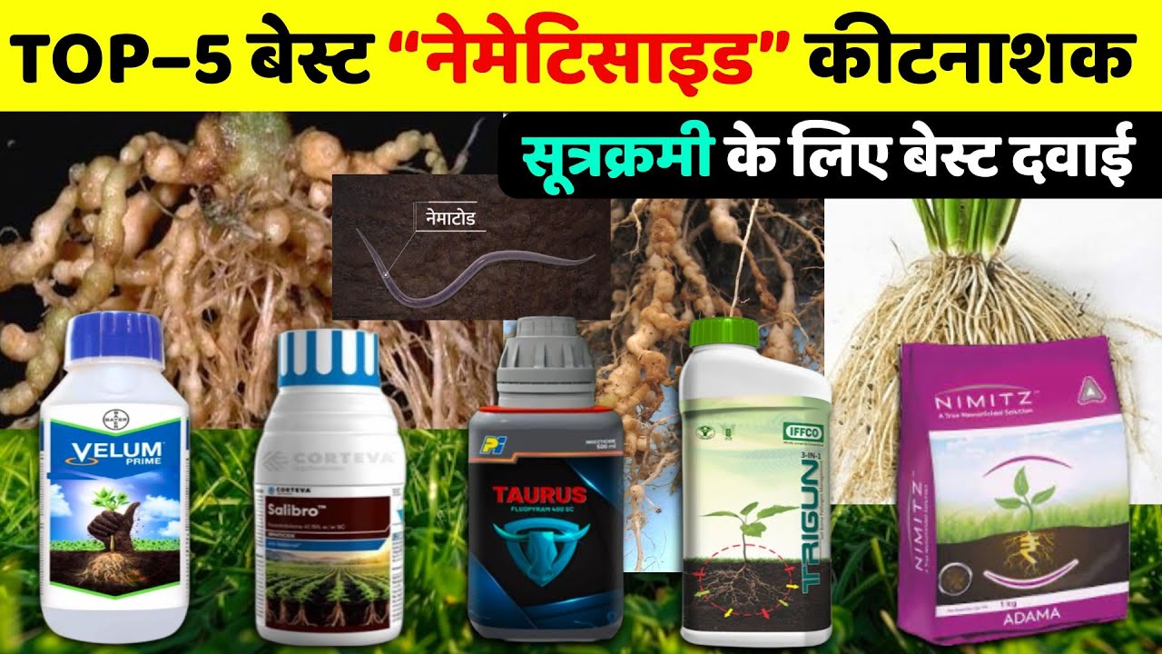 Root Knot Nematodes |  Best Nematodes insecticide | Top 5 Nematicide | सूत्रक्रमी नियंत्रण कैसे करें