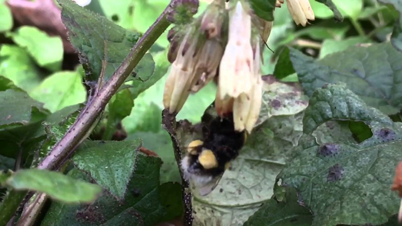 Bumblebee with pollen sacs