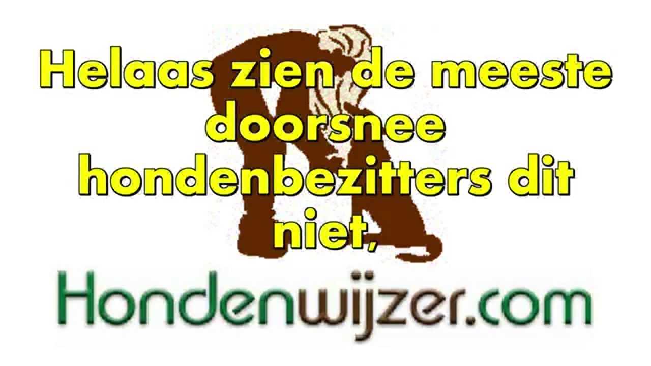 Is uw hondentrainer wel vakbekwaam?