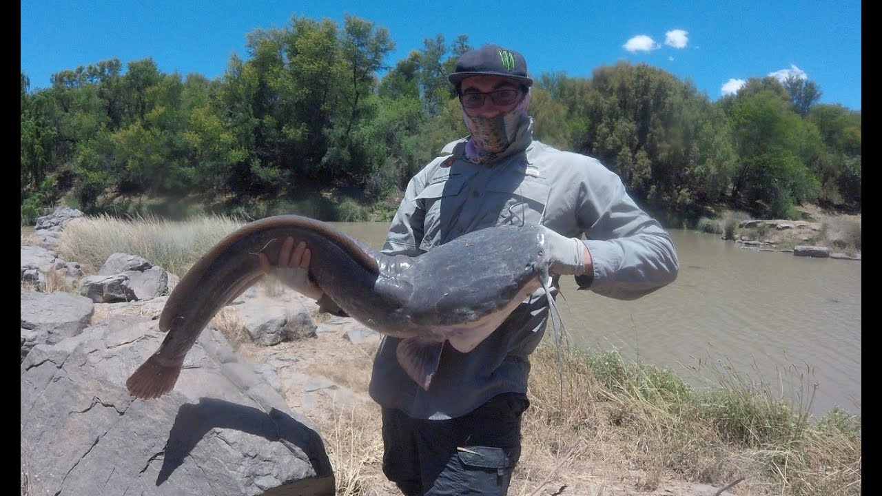Catching trophy Catfish (Barbel) on fly - Uncharted Fly Fishing
