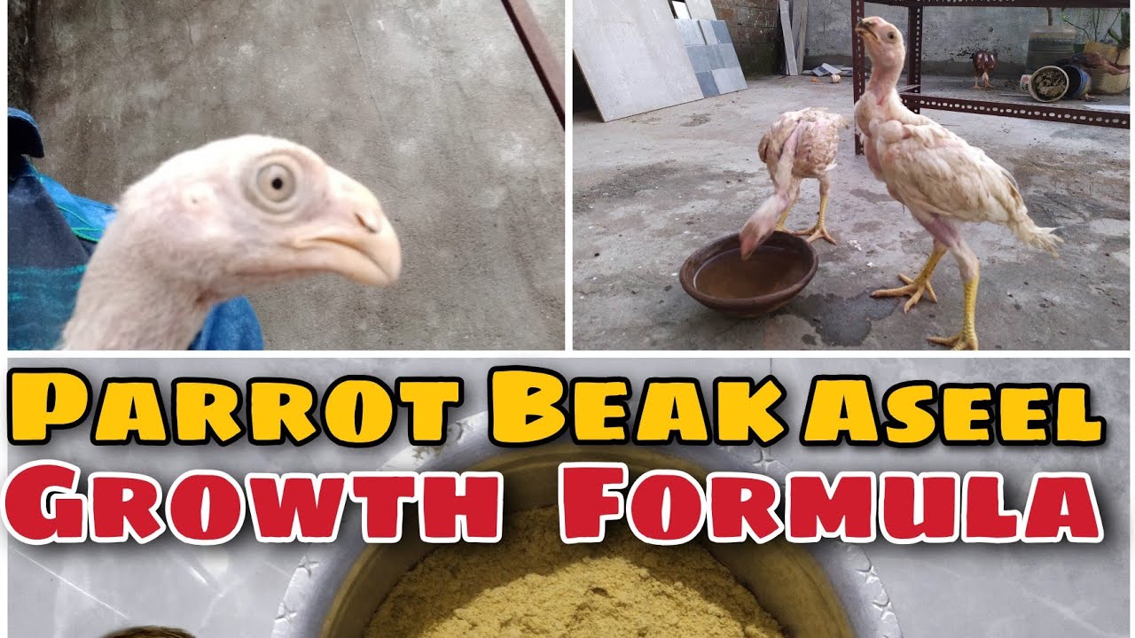 Parrot Beak Aseel Growth Formula | | Aseel Growth Feed Kaise Banaye| | Aseel Fast Growth Feed | |